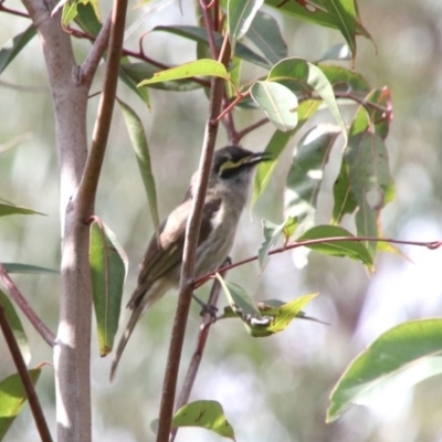 Caligavis chrysops (Yellow-faced Honeyeater) at Upper Nepean State Conservation Area - 21 Oct 2018 by JanHartog