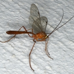 Netelia sp. (genus) (An Ichneumon wasp) at Ainslie, ACT - 18 Dec 2019 by jb2602