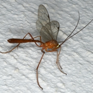 Netelia sp. (genus) at Ainslie, ACT - 18 Dec 2019 10:29 PM