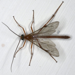 Netelia sp. (genus) at Ainslie, ACT - 18 Dec 2019