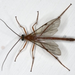 Netelia sp. (genus) at Ainslie, ACT - 18 Dec 2019 10:29 PM