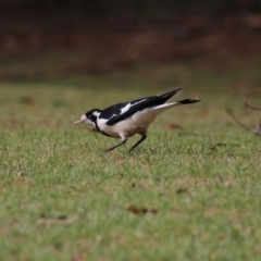 Grallina cyanoleuca (Magpie-lark) at Wingecarribee Local Government Area - 7 Oct 2018 by JanHartog