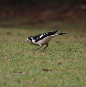 Grallina cyanoleuca at Mittagong, NSW - 8 Oct 2018