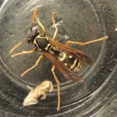 Polistes (Polistes) chinensis (Asian paper wasp) at Conder, ACT - 10 Jan 2020 by MichaelBedingfield