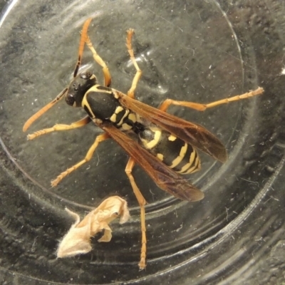 Polistes (Polistes) chinensis (Asian paper wasp) at Conder, ACT - 10 Jan 2020 by michaelb