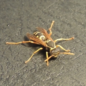 Polistes (Polistes) chinensis at Conder, ACT - 10 Jan 2020