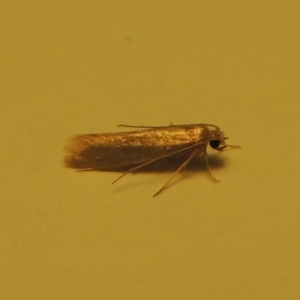 Tineola bisselliella at Conder, ACT - 25 Jan 2020