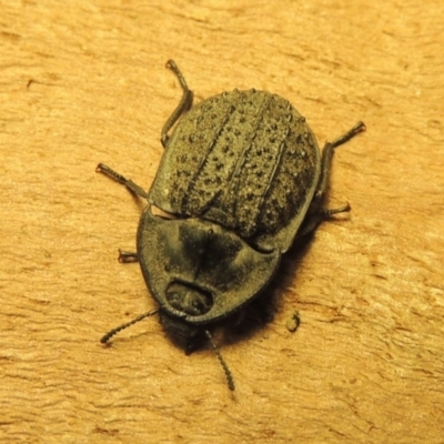 Helea ovata (Pie-dish beetle) at Urambi Hills - 26 Jan 2020 by michaelb