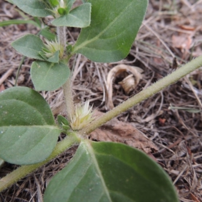 Alternanthera pungens (Khaki Weed) at Pollinator-friendly garden Conder - 1 Feb 2020 by michaelb