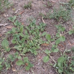 Alternanthera pungens at Conder, ACT - 2 Feb 2020