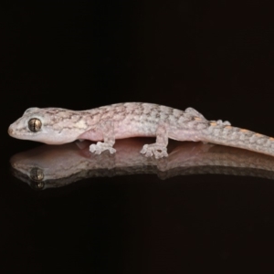 Christinus marmoratus at Evatt, ACT - 3 Feb 2020