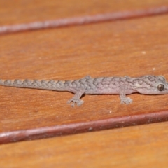 Christinus marmoratus at Evatt, ACT - 3 Feb 2020 06:34 PM