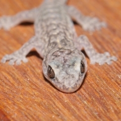 Christinus marmoratus at Evatt, ACT - 3 Feb 2020 06:34 PM