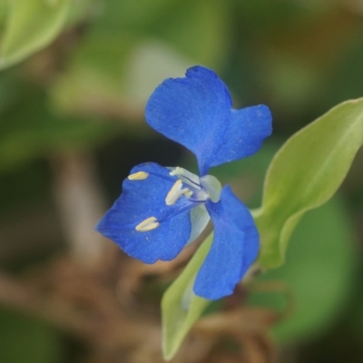 Commelina cyanea (Scurvy Weed) at Berry, NSW - 15 Mar 2018 by gerringongTB