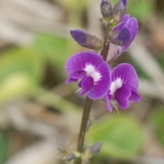 Glycine sp. at Seven Mile Beach National Park - 15 Mar 2018 by gerringongTB