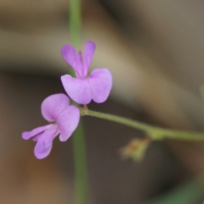 Unverified Pea at Berry, NSW - 16 Mar 2018 by gerringongTB