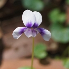 Viola hederacea (Ivy-leaved Violet) at Seven Mile Beach National Park - 16 Mar 2018 by gerringongTB