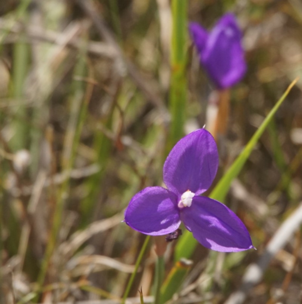 Patersonia sp. at Shoalhaven Heads, NSW - 10 Nov 2017