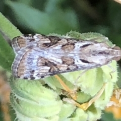 Nomophila corticalis (A Snout Moth) at Monash, ACT - 1 Feb 2020 by jackQ