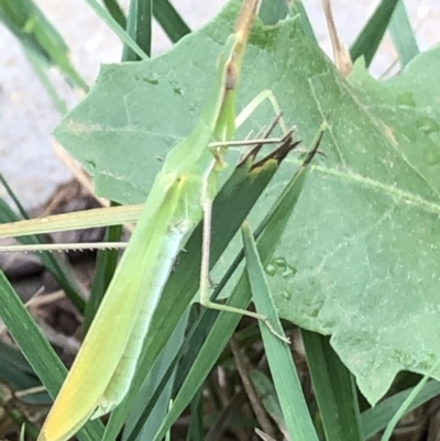 Acrida conica (Giant green slantface) at Monash, ACT - 2 Feb 2020 by jackQ