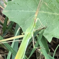 Acrida conica at Monash, ACT - 2 Feb 2020 12:45 PM