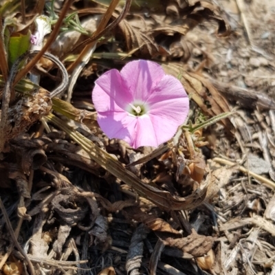 Convolvulus angustissimus subsp. angustissimus (Australian Bindweed) at Moncrieff, ACT - 4 Feb 2020 by Bioparticles