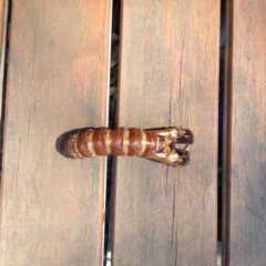 Lepidoptera unclassified IMMATURE (caterpillar or pupa or cocoon) at Akolele, NSW - 4 Feb 2020 by Ascher