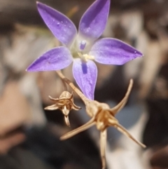 Wahlenbergia sp. (Bluebell) at Moncrieff, ACT - 4 Feb 2020 by Bioparticles