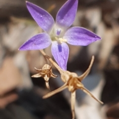 Wahlenbergia sp. (Bluebell) at Moncrieff, ACT - 4 Feb 2020 by Bioparticles