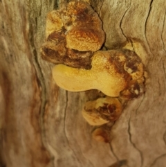 Phellinus sp. (non-resupinate) (A polypore) at Ngunnawal, ACT - 4 Feb 2020 by Bioparticles