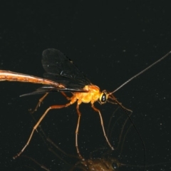 Leptophion yampus (An Ophioninae parasitic wasp) at Ainslie, ACT - 14 Dec 2019 by jb2602