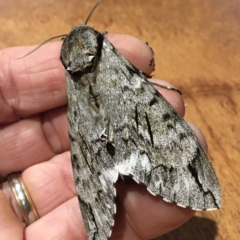 Psilogramma casuarinae (Privet Hawk Moth) at Ainslie, ACT - 3 Feb 2020 by RussA