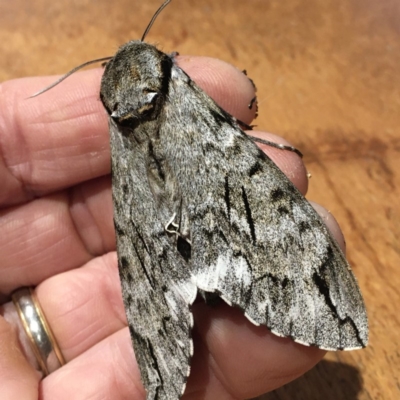 Psilogramma casuarinae (Privet Hawk Moth) at Ainslie, ACT - 4 Feb 2020 by RussA