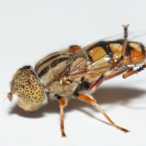 Eristalinus punctulatus at Evatt, ACT - 1 Jan 2017 04:50 PM