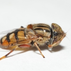 Eristalinus punctulatus at Evatt, ACT - 1 Jan 2017