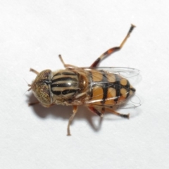 Eristalinus punctulatus at Evatt, ACT - 1 Jan 2017