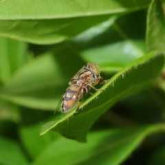 Eristalinus punctulatus at Evatt, ACT - 1 Jan 2017 04:50 PM