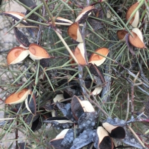 Hakea decurrens subsp. decurrens at Majura, ACT - 3 Feb 2020