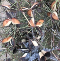 Hakea decurrens subsp. decurrens (Bushy Needlewood) at Mount Ainslie - 3 Feb 2020 by JaneR