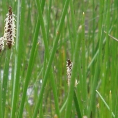 Eleocharis (genus) (Spike-rush) at Hackett, ACT - 8 Nov 2010 by JaneR