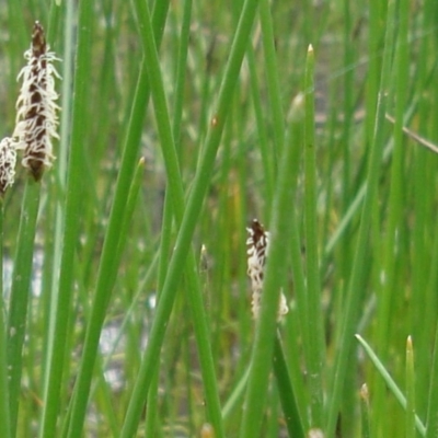 Eleocharis (genus) (Spike-rush) at Hackett, ACT - 8 Nov 2010 by JaneR