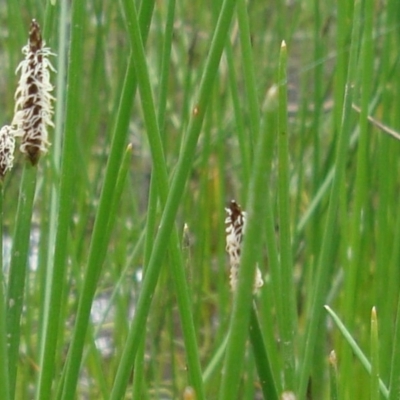 Eleocharis sp. (Spike-rush) at Mount Majura - 8 Nov 2010 by JaneR