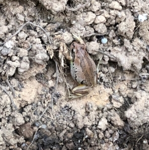 Litoria verreauxii verreauxii at Hackett, ACT - 3 Feb 2020