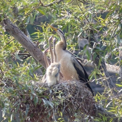 Anhinga novaehollandiae (Australasian Darter) at Bega, NSW - 4 Feb 2020 by MatthewHiggins