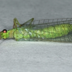 Mallada sp. (genus) (Green lacewing) at Ainslie, ACT - 24 Oct 2019 by jb2602