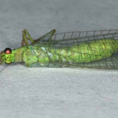 Mallada sp. (genus) (Green lacewing) at Ainslie, ACT - 24 Oct 2019 by jbromilow50