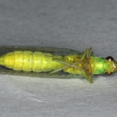 Mallada sp. (genus) at Ainslie, ACT - 24 Oct 2019