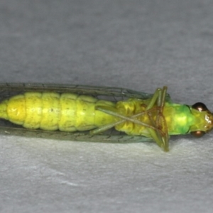 Mallada sp. (genus) at Ainslie, ACT - 24 Oct 2019 09:56 PM