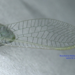 Mallada sp. (genus) at Ainslie, ACT - 24 Oct 2019 09:56 PM