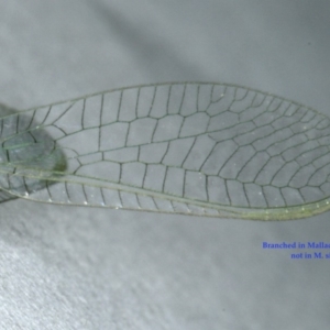 Mallada sp. (genus) at Ainslie, ACT - 24 Oct 2019